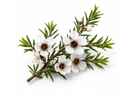 Manuka Essential Oil