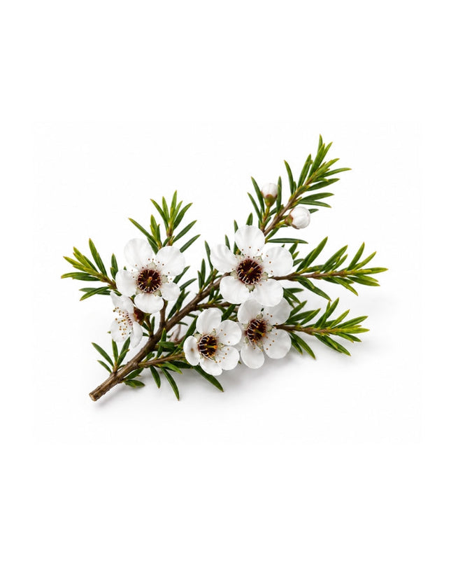 Manuka Essential Oil