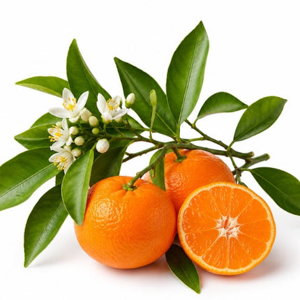 Mandarin Essential Oil
