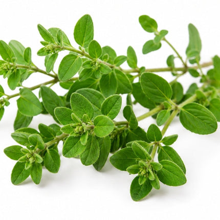 Marjoram Essential Oil
