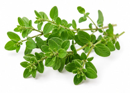 Marjoram Essential Oil