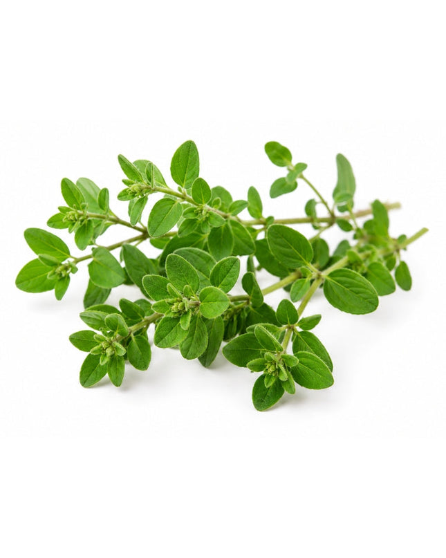 Marjoram Essential Oil