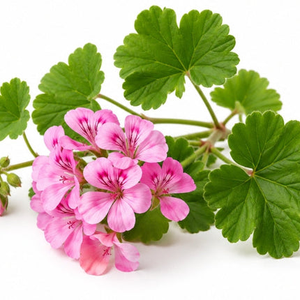 Geranium Essential Oil