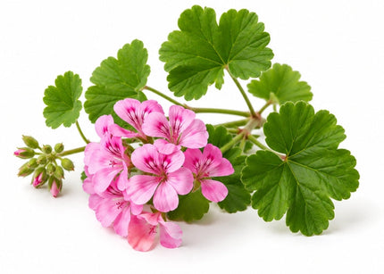 Geranium Essential Oil