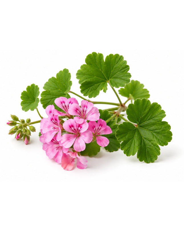 Geranium Essential Oil