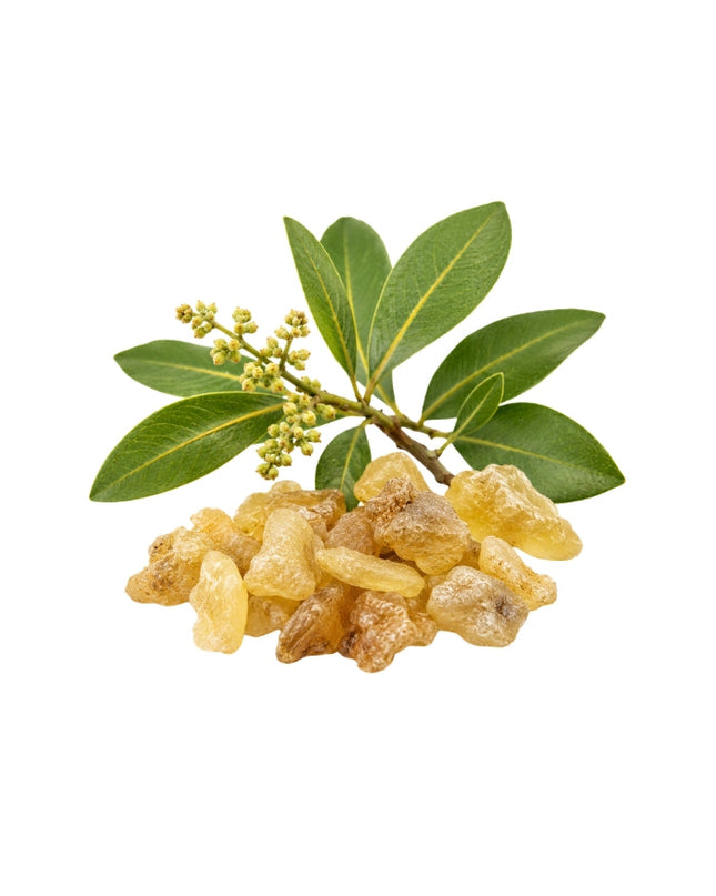 Elemi Essential oil