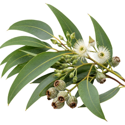 Eucalyptus Essential Oil