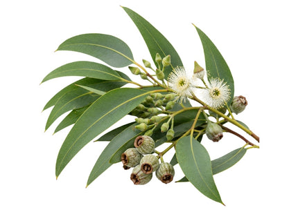 Eucalyptus Essential Oil