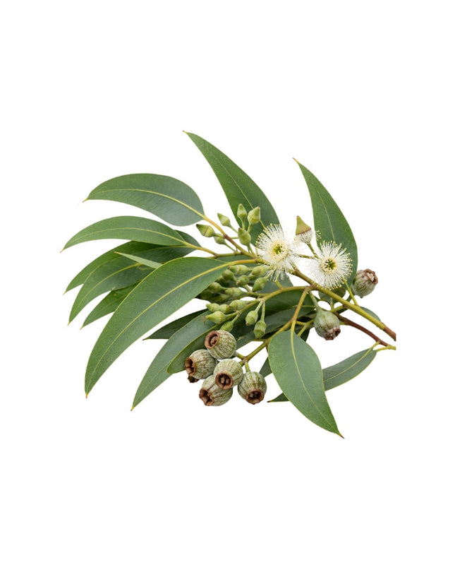 Eucalyptus Essential Oil