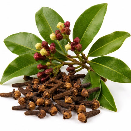 Clove Bud Essential oil