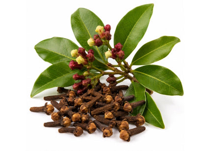 Clove Bud Essential oil