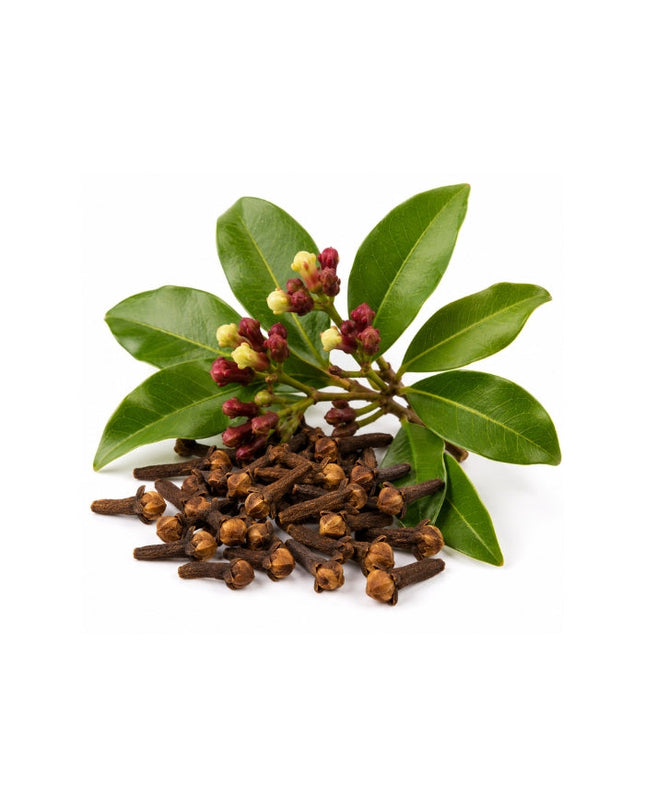 Clove Bud Essential oil