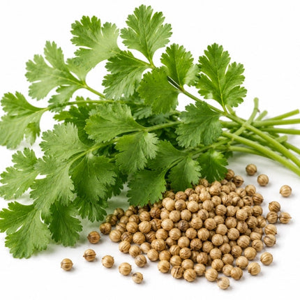 Coriander Essential Oil