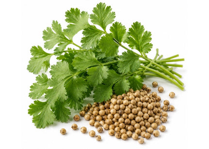 Coriander Essential Oil
