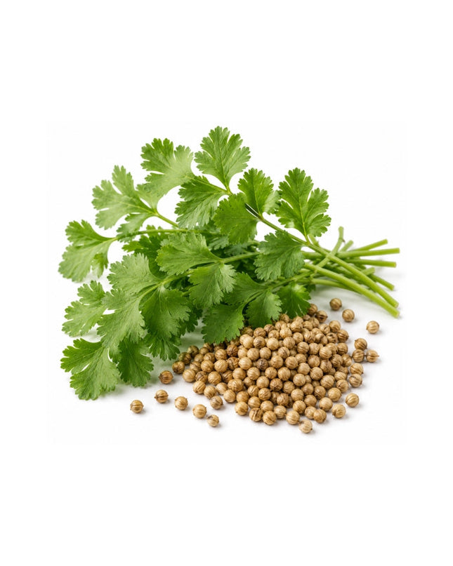Coriander Essential Oil