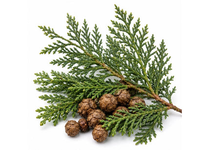 Cypress Essential Oil