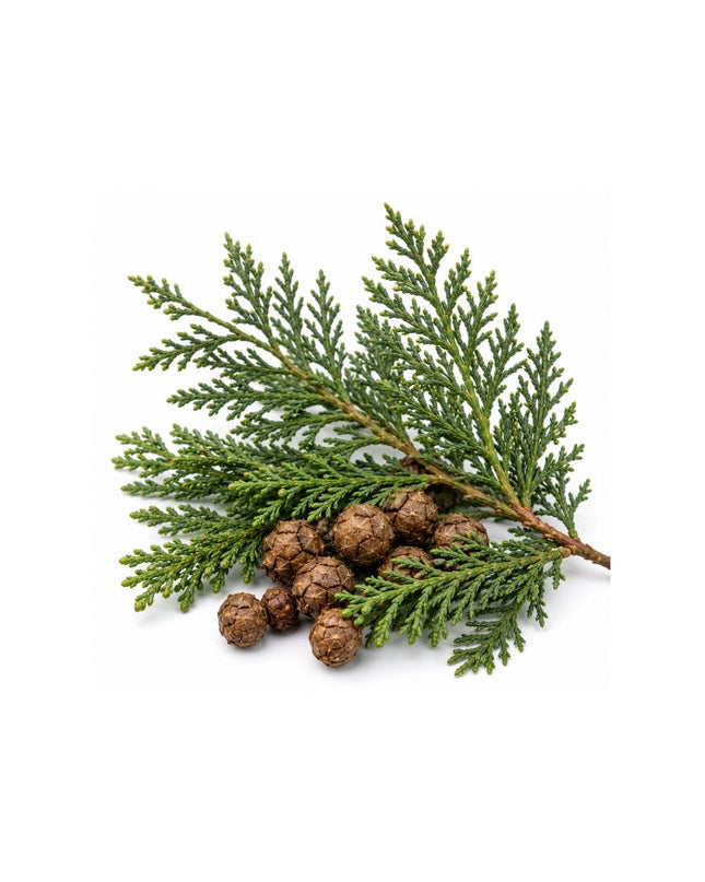 Cypress Essential Oil