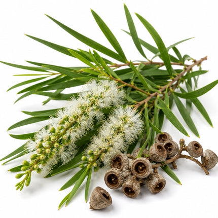 Cajeput Essential Oil
