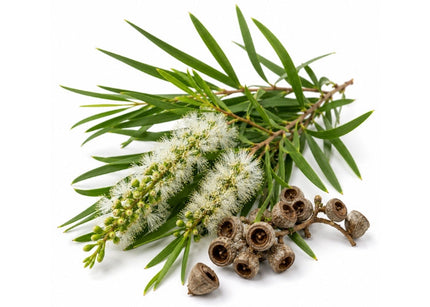 Cajeput Essential Oil