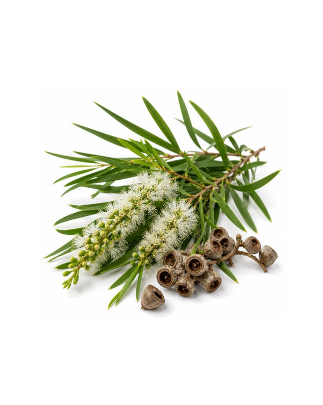 Cajeput Essential Oil