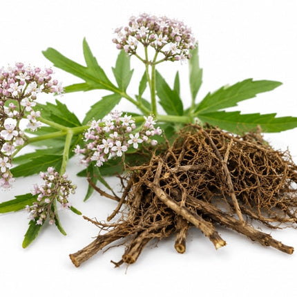 Valerian Essential Oil