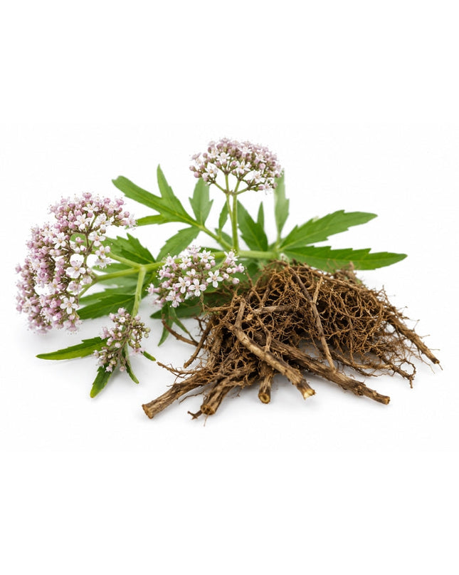 Valerian Essential Oil