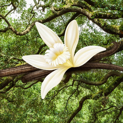 Vanilla & Oakmoss Fragrance Oil