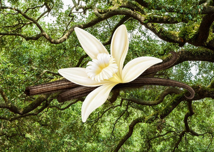 Vanilla & Oakmoss Fragrance Oil