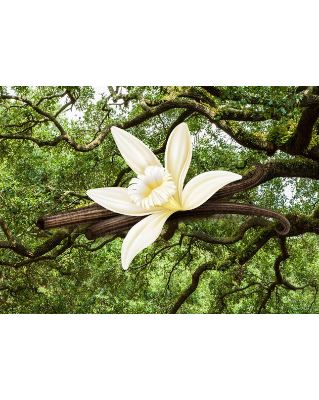 Vanilla & Oakmoss Fragrance Oil