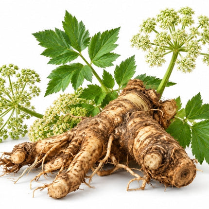 Angelica Root Essential Oil