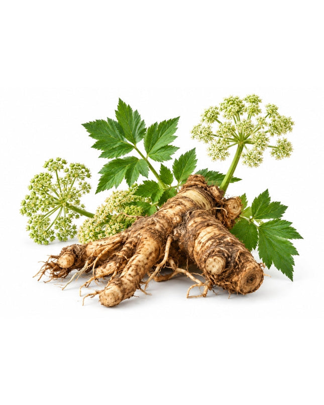Angelica Root Essential Oil