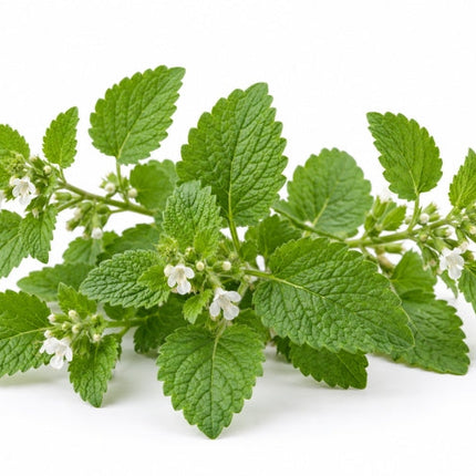 Melissa Essential Oil