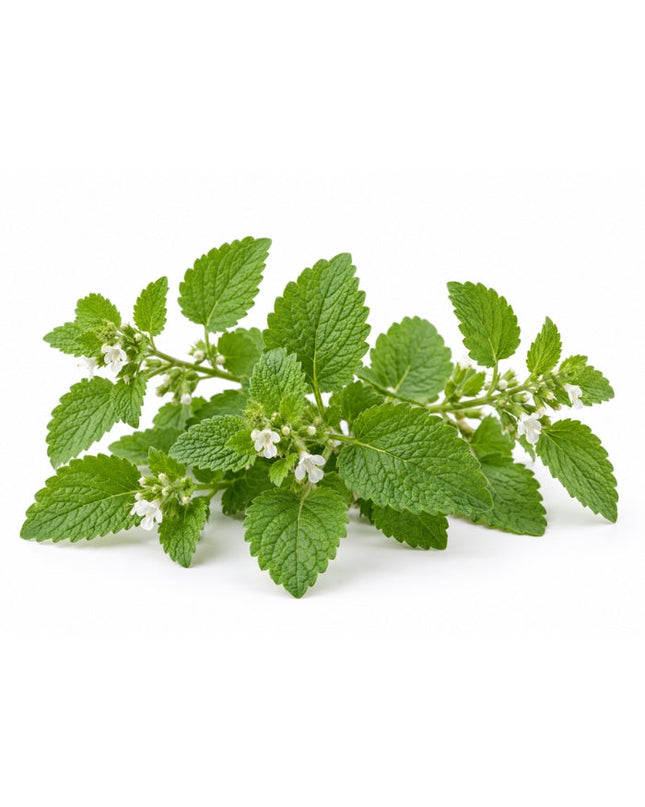 Melissa Essential Oil