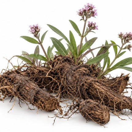 Spikenard Essential Oil