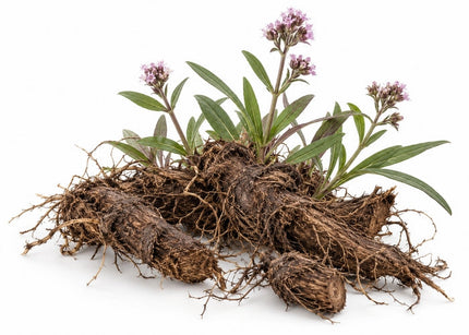 Spikenard Essential Oil