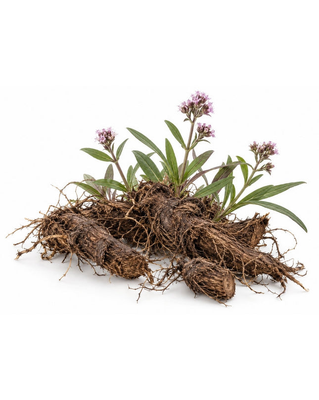 Spikenard Essential Oil