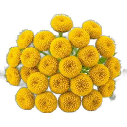 Blue Tansy Essential Oil