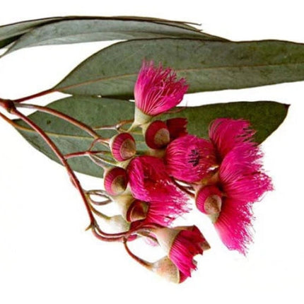 Eucalyptus Essential Oil