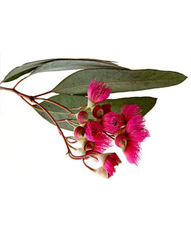 Eucalyptus Essential Oil