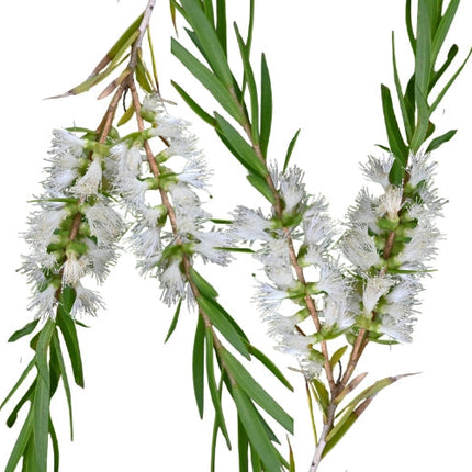 Tea Tree Essential Oil