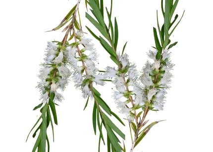 Tea Tree Essential Oil