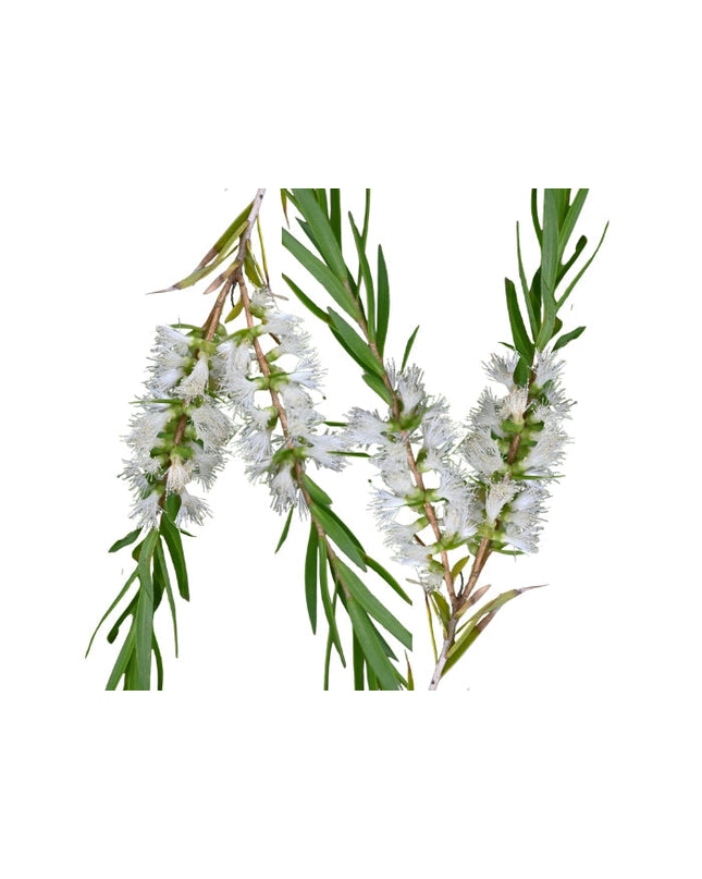 Tea Tree Essential Oil