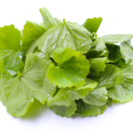 Gotu Kola Oil