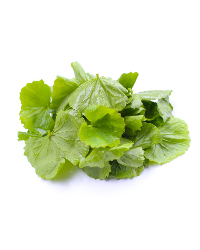 Gotu Kola Oil