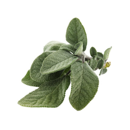 White Sage Essential Oil