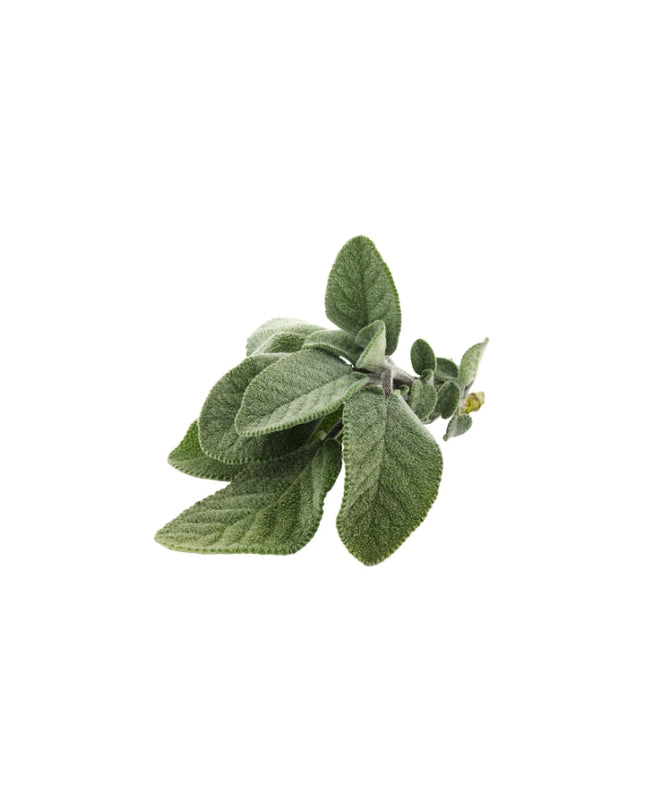 White Sage Essential Oil