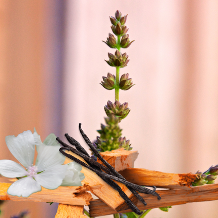 Vanilla, Patchouli & Sandalwood Fragrance Oil
