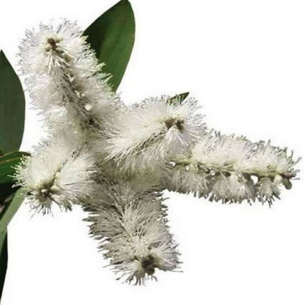 Cajeput Essential Oil