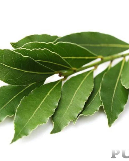 Camphor Essential Oil