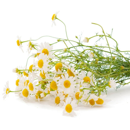 Chamomile (Roman) Essential Oil